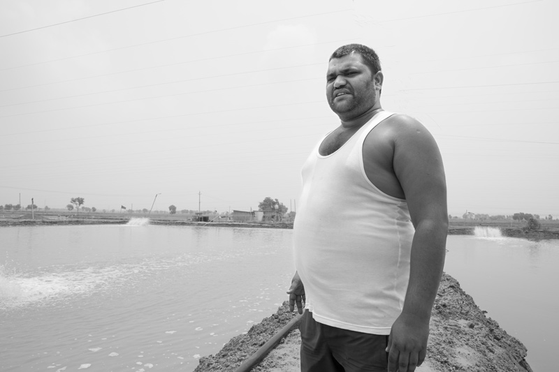 Shrimp Farming in Saline Agricultural Fields in Haryana - Shrimp farmer Sanjit Malik and his  farm ponds in village Lahli, Rohtak district